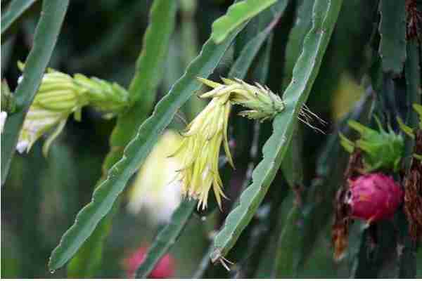 火龙果种植成本与利润